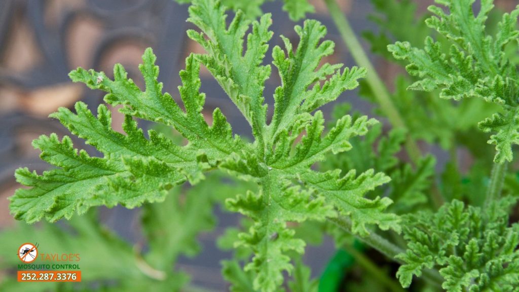citronella geraniums