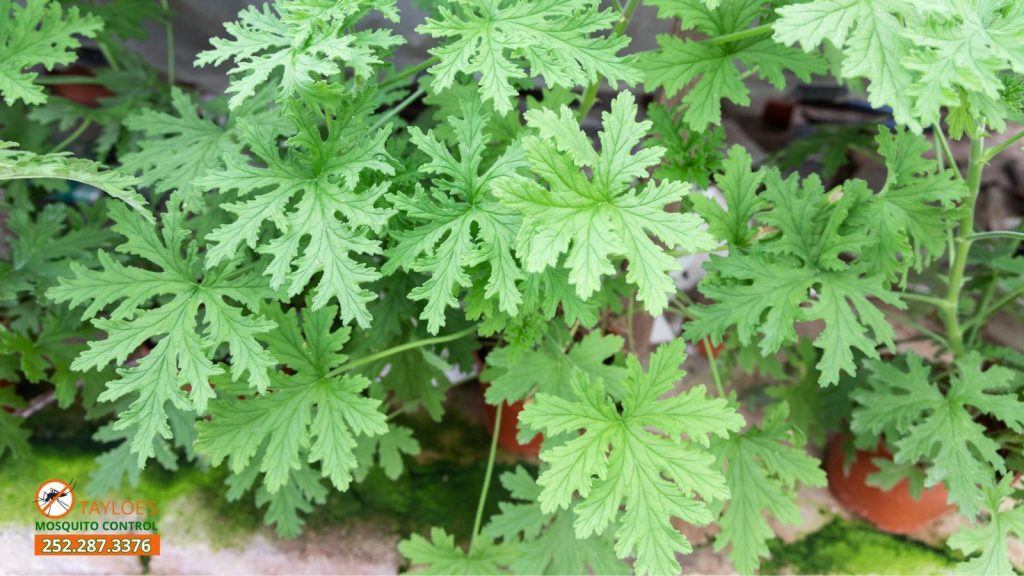 citronella plants